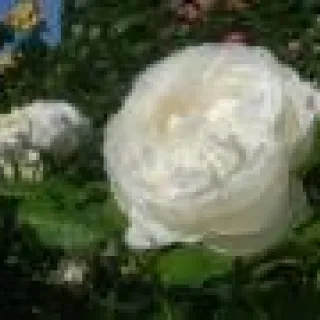 Rosa 'Winchester Cathedral'(R)(F)