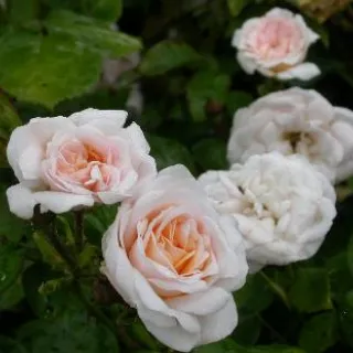 Rosa 'Paula Vapelle' wit geurend