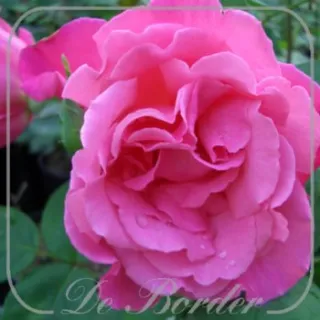 Rosa 'Prima Ballerina'(TH)