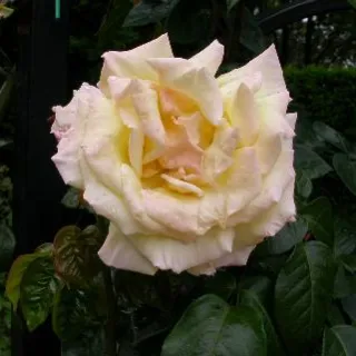 Rosa 'klimroos' GEEL