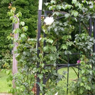 Rosa 'Peace Meiland' GEEL