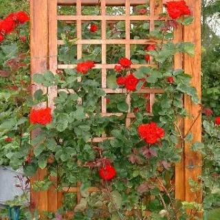 Klimroos 'Paul's Scarlet'