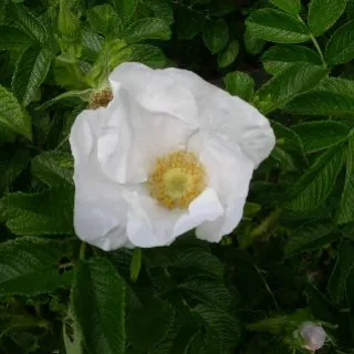 Rosa rugosa 'Alba'