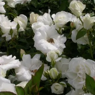 Rosa 'Schneewitchen'(F)