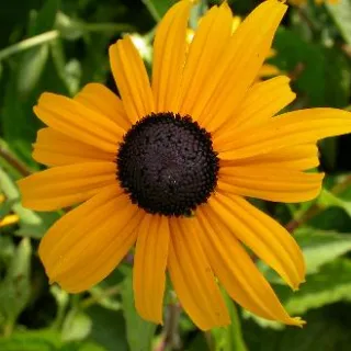 Rudbeckia fulg. 'Goldsturm'