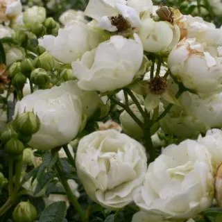 Rosa 'White Dorothy'(K)