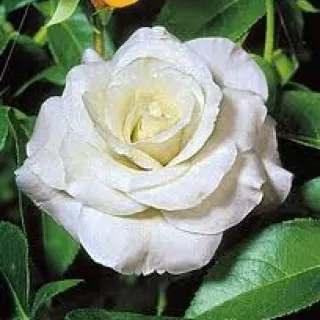 Rosa 'White Symphony'