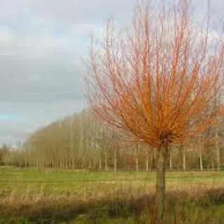 Salix alba 'Chermesina'
