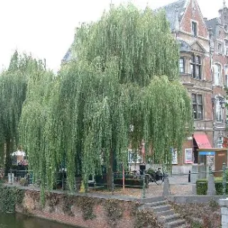 Salix alba 'Tristis'