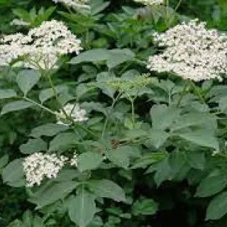 Sambucus nigra  VLIER