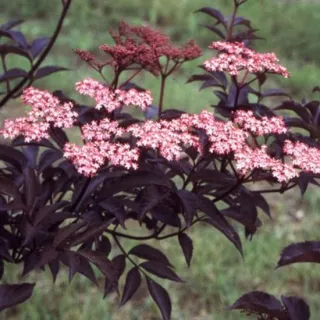Sambucus nigra 'Black Beauty'
