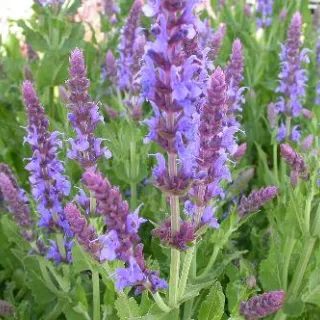 Salvia nem. 'Blauhuegel'