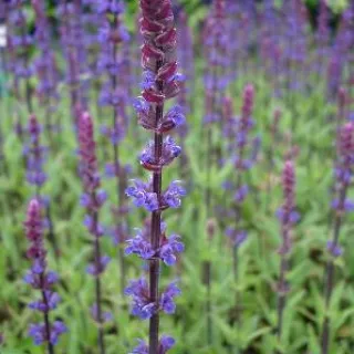 Salvia nem. 'Caradonna'