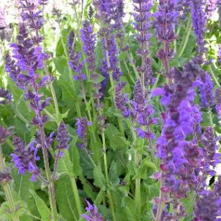 Salvia nem. 'Mainacht'