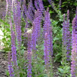 Salvia nem. 'Ostfriesland'