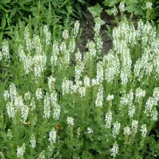 Salvia nem. 'Schneehugel'