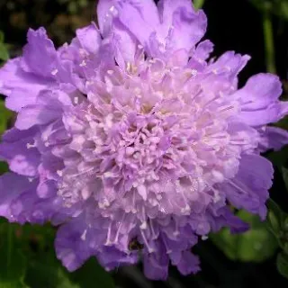 Scabiosa col. 'Butterfly Blue'