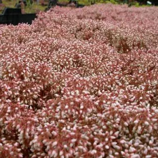 Sedum album 'Coral Carpet'