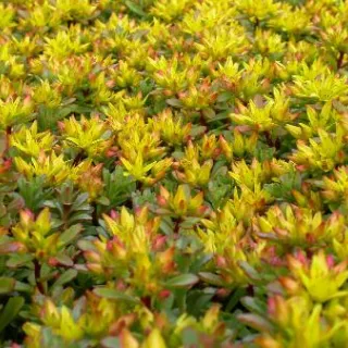 Sedum flor. 'Weihenstephaner Gold'