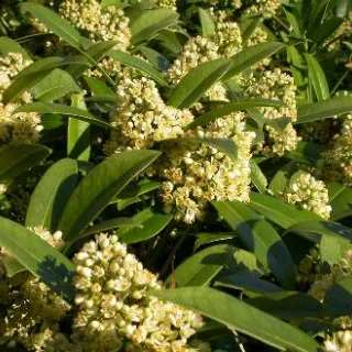 Skimmia jap. 'Finchy'