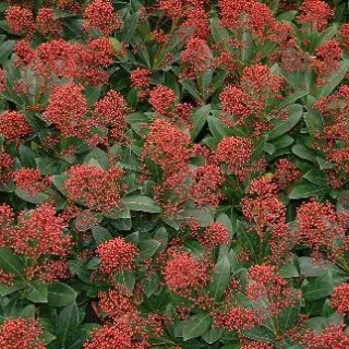 Skimmia jap. 'Rubella'