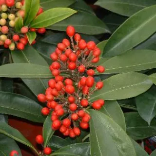 Skimmia reevesiana