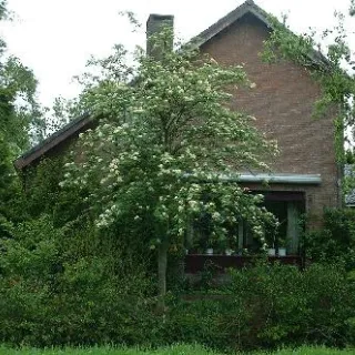 Sorbus aucuparia lijsterbes