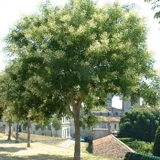Sophora japonica