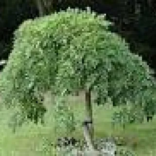 Sophora japonica 'Pendula'