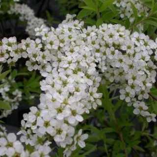 Spiraea arguta