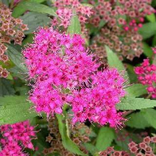Spiraea b. 'Anthony Waterer'