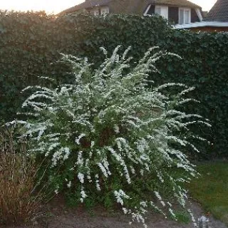 Spiraea cinerea 'Grefsheim'