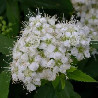 Spiraea j. 'Albiflora'