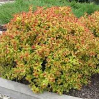 Spiraea jap. 'Firelight'