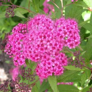 Spiraea jap. 'Genpei'
