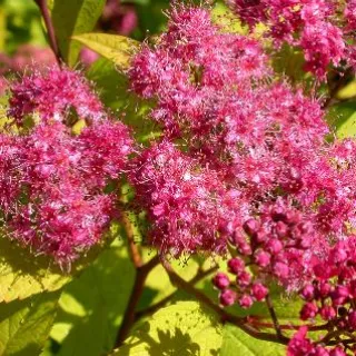 Spiraea jap 'Goldflame' lichtroos
