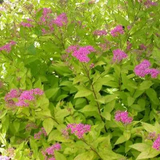 Spiraea j. 'Golden Princess'