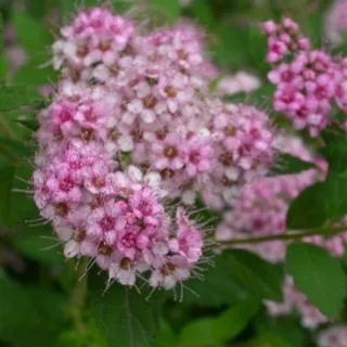 Spiraea j. 'Little Princess' lichtroos