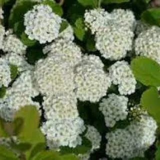 Spiraea Manon