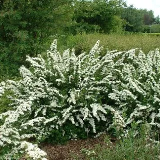 Spiraea n. 'Snowmound'