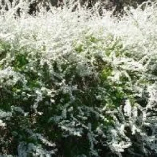 Spiraea thunbergii (wit) 4-5