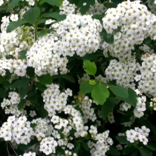 Spiraea vanhouttei