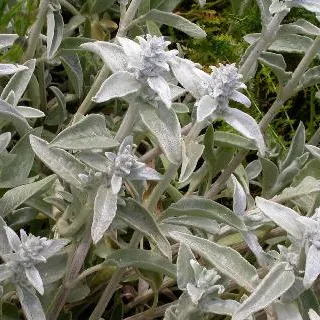 Stachys byzantina