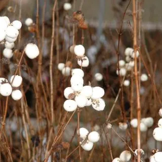 Symphoricarpos albus 'White Hedge'