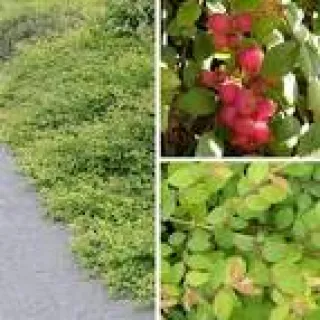 Symphoricarpos chenault. 'Hancock'