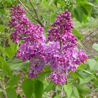 Syringa bl Dark Purple