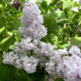 Syringa vulg. 'Beauty of moscow'