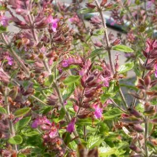 Teucrium lucidrys
