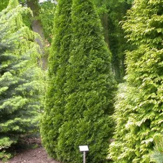 Thuja occ. 'Smaragd'
