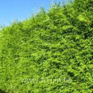 Thuja pl 'Atrovirens'